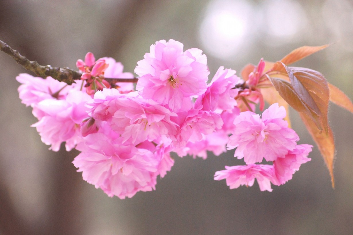 Top10 Prettiest Flowers in the World